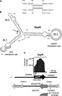 An sRNA and Cold Shock Protein Homolog-Based <mark class="highlighted">Feedforward Loop</mark> Post-transcriptionally Controls Cell Cycle Master Regulator CtrA
